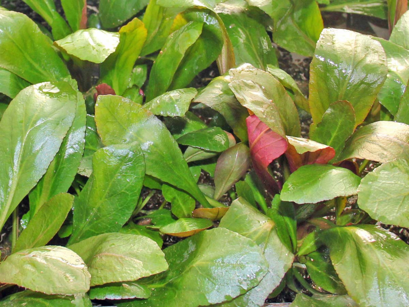 Kardinals-Lobelie - Lobelia cardinalis